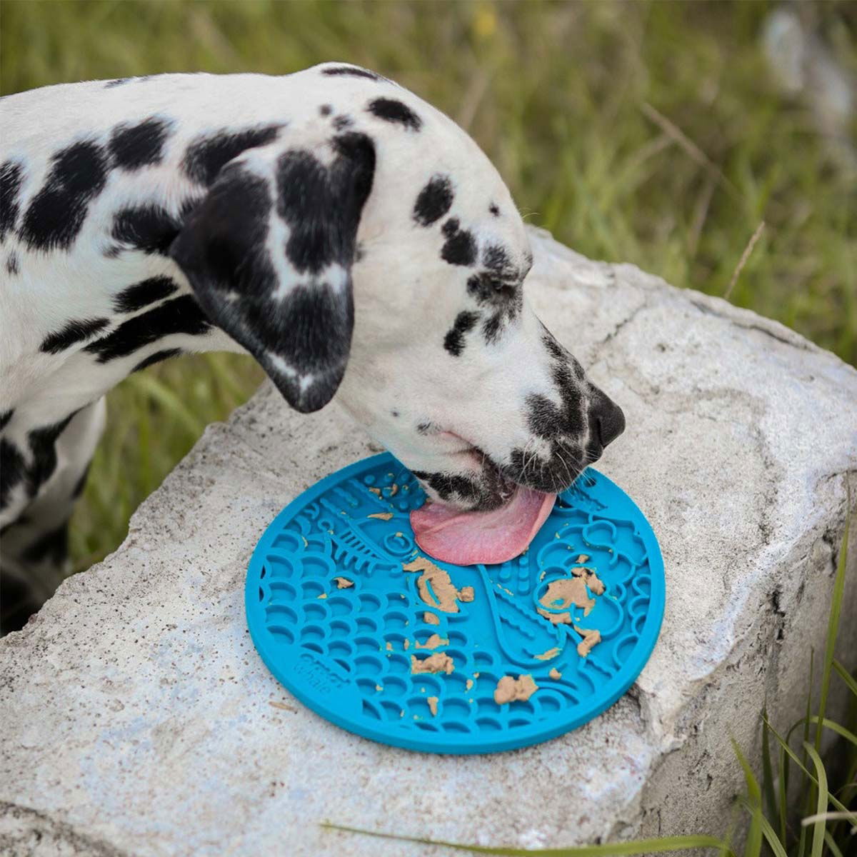 SodaPup Emat Whale sininen