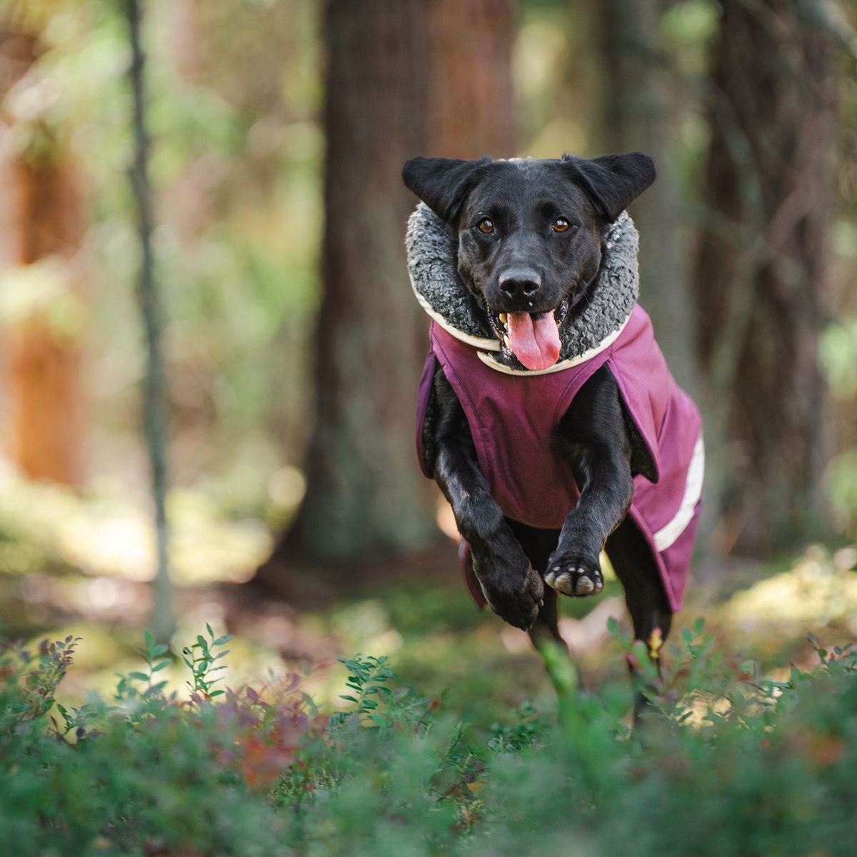 ToppaPomppa for harness Plum