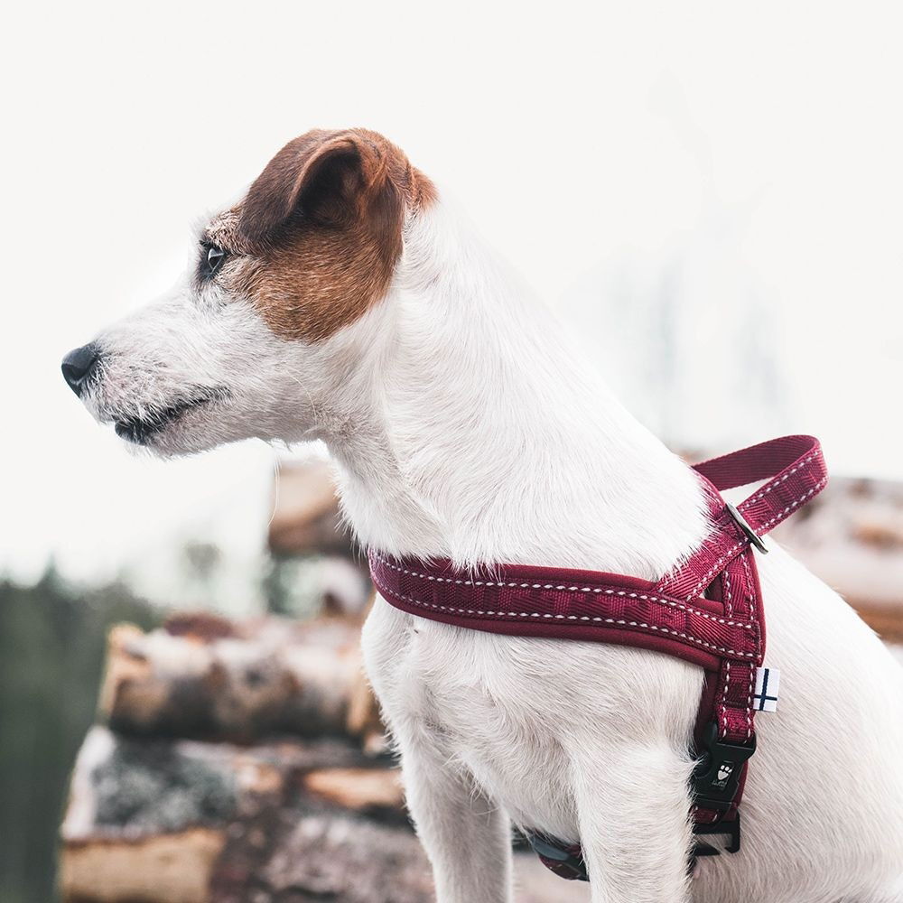 Hurtta Casual pehmustettu valjas puolukka 