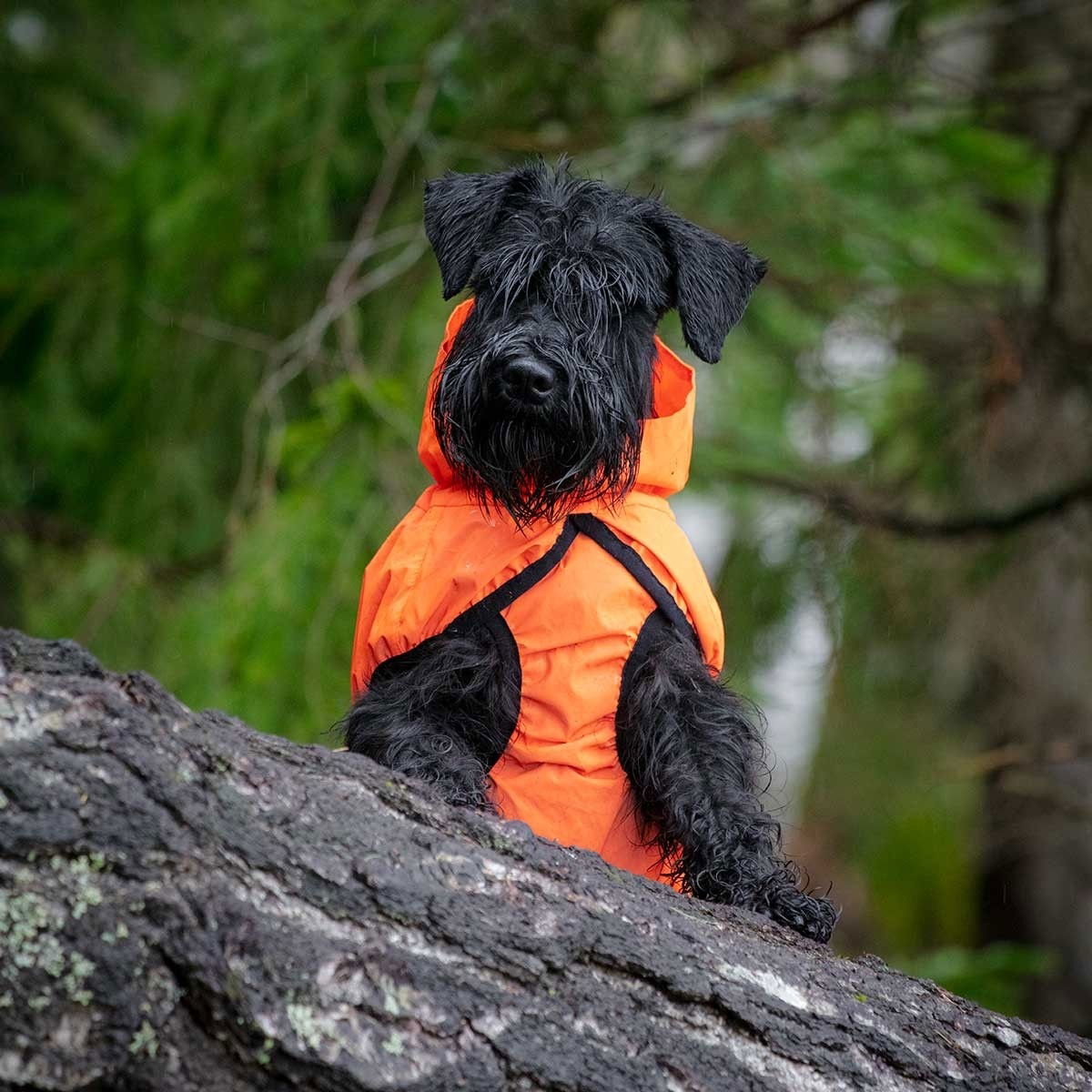 Feel Active Color refl sadetak ora