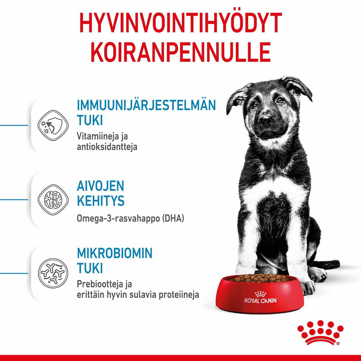 Royal Canin Maxi Puppy koiranpennun kuivaruoka
