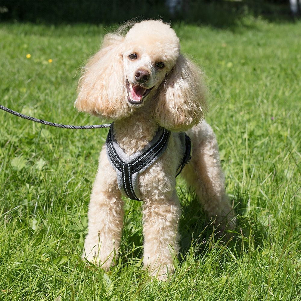 Basic Cosy Y-valjas Savu