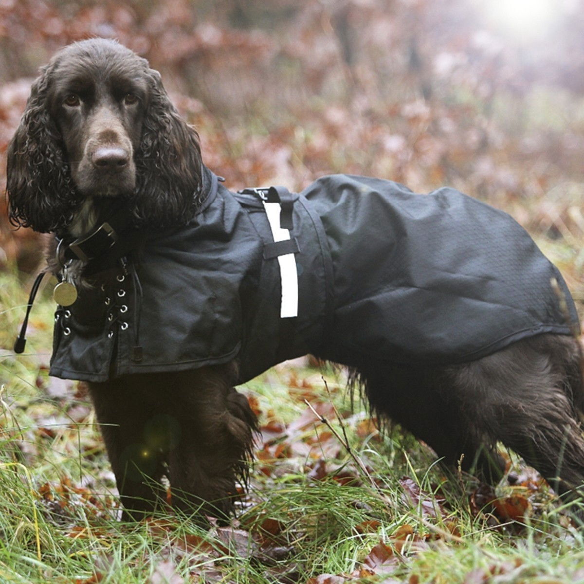 Koiran sadeloimi Back on Track