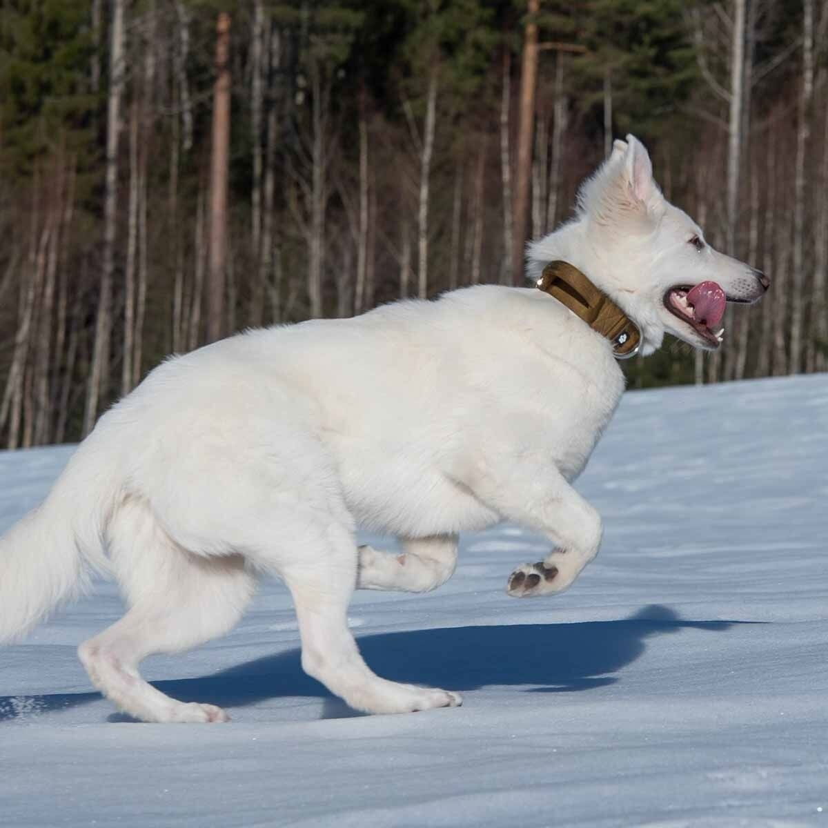 Salmiakkitassu Cobra collar with handle coyote