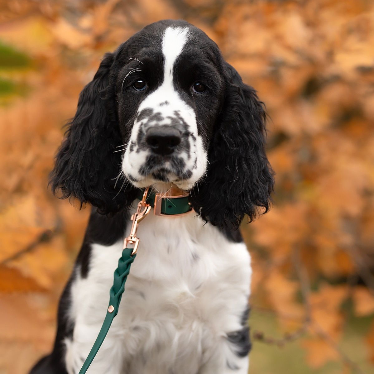 Tyylivoitto Braid hihna smaragdi