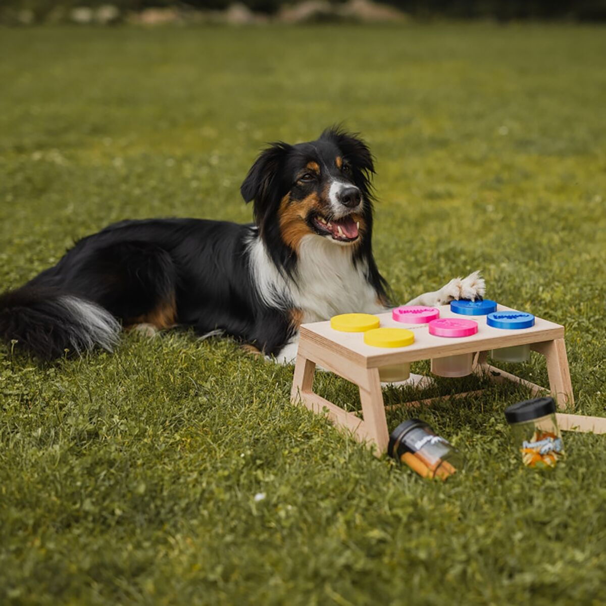 Loype Nosework Stand w. containers