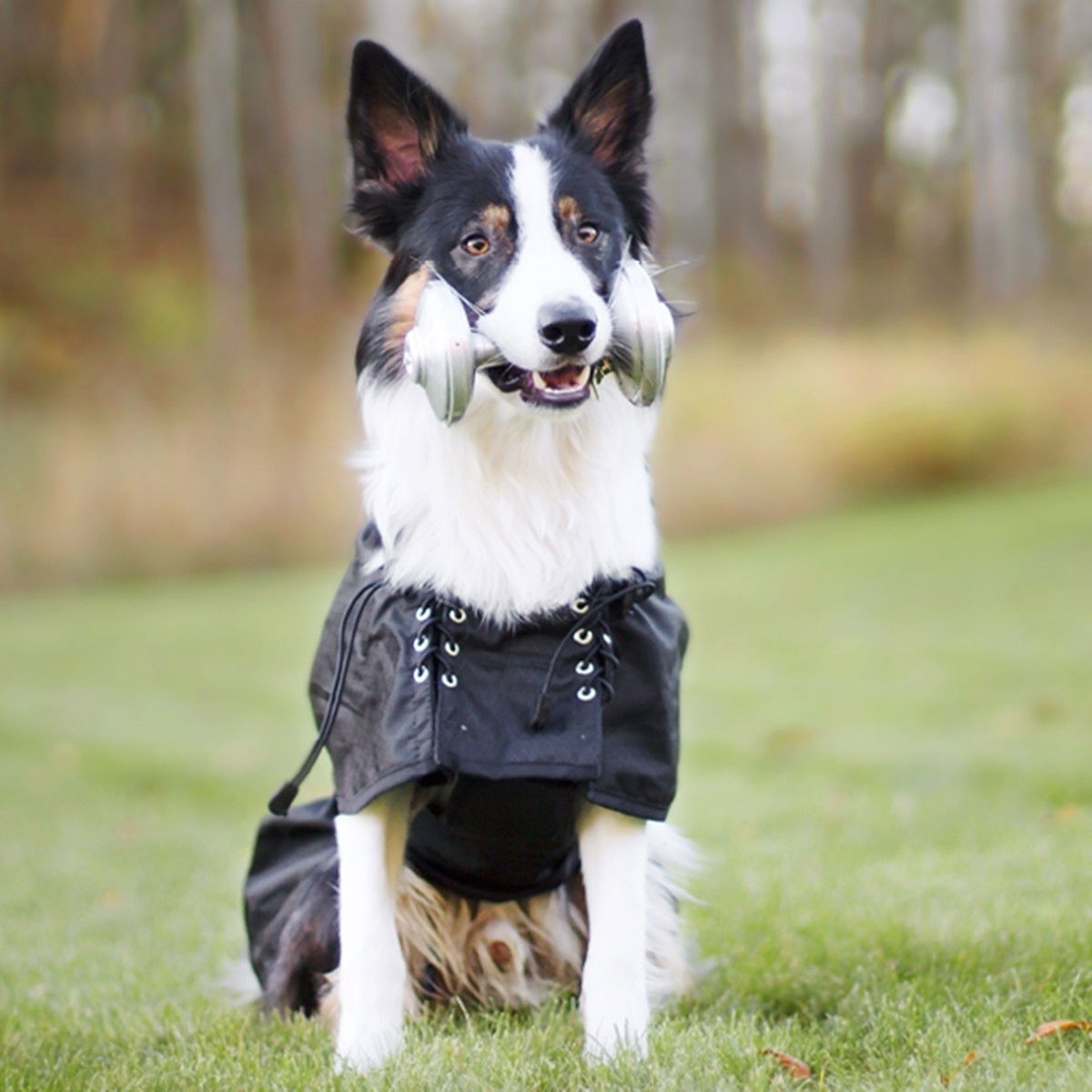 Koiran sadeloimi Back on Track