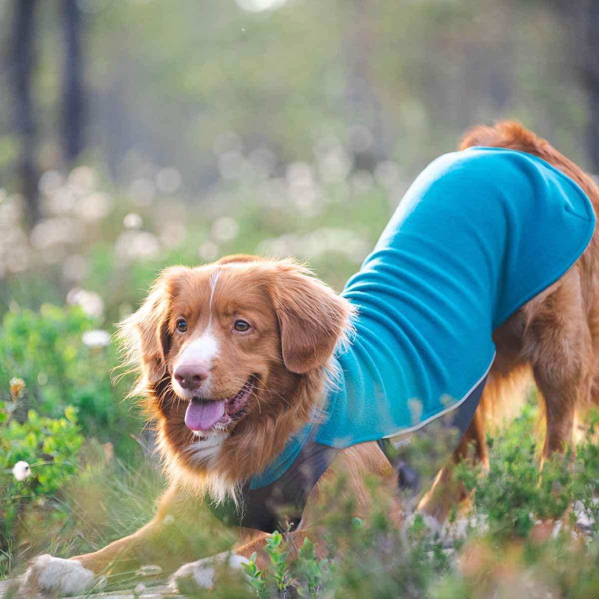 JumppaPomppa paita, petrooli