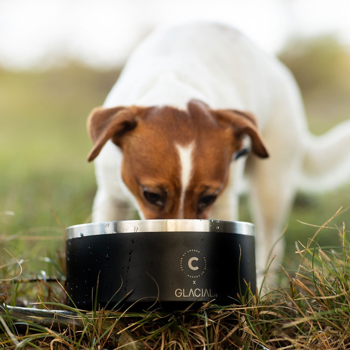 Collar of Sweden pet bowl matte black