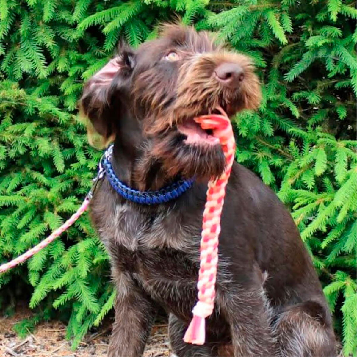 FinNero Taavi training toy