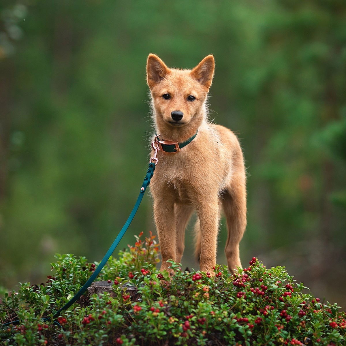 Tyylivoitto Braid hihna smaragdi