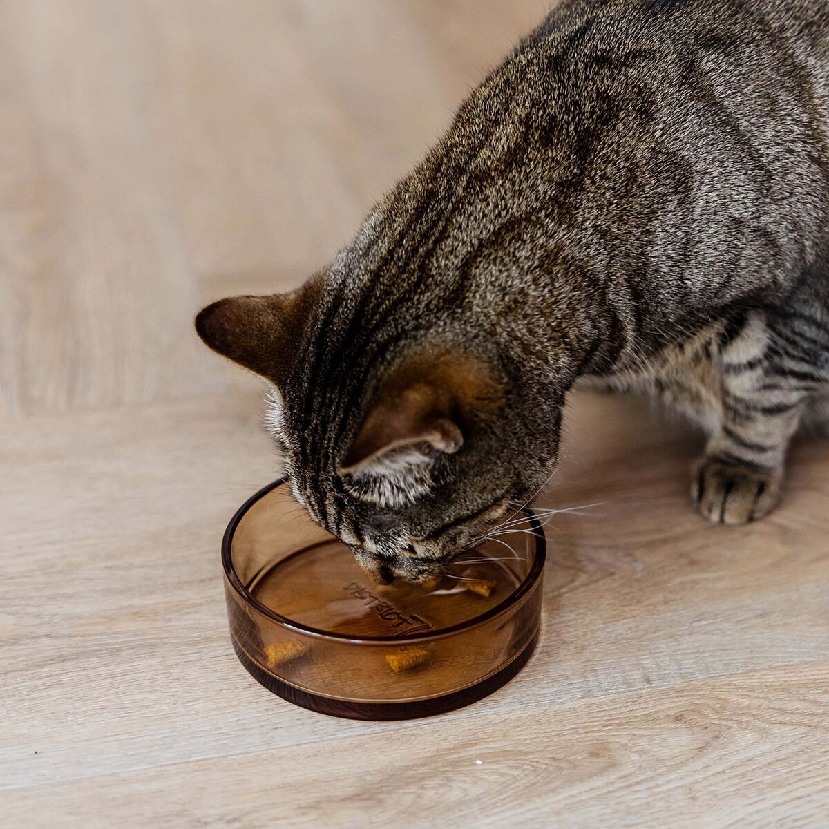 Glass cat bowl District 70, Dawn