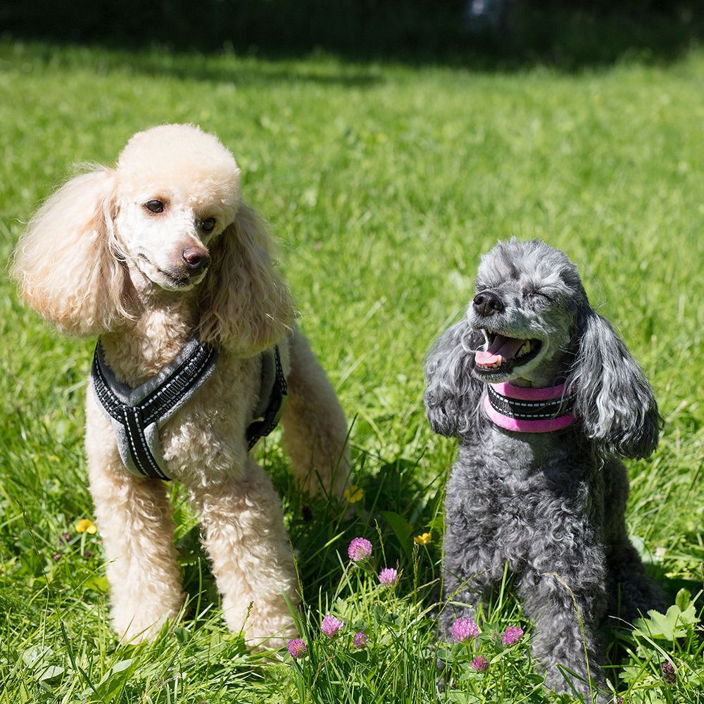 Basic Cosy puolikiristävä panta Pinkki