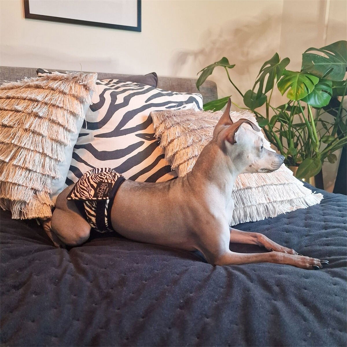 RuttuNuttu urosvyö, zebra