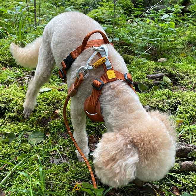Woolly Wolf Roam Harness, Terracotta Ripple