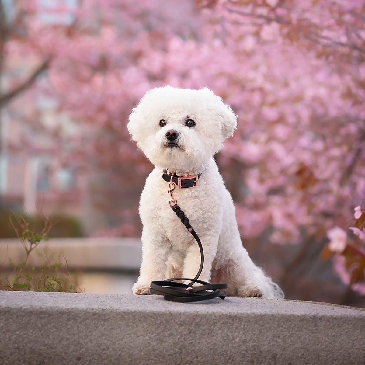 Tyylivoitto Braid hihna, musta/ruusukulta