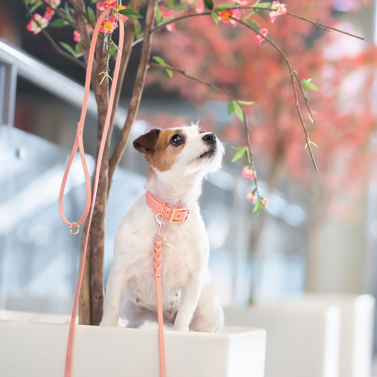 Tyylivoitto Classy narrow collar, peach/rosegold