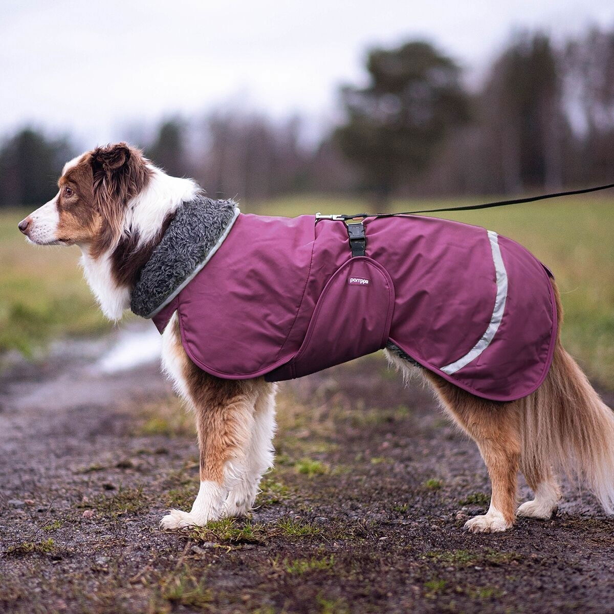 PerusPomppa for harness Plum