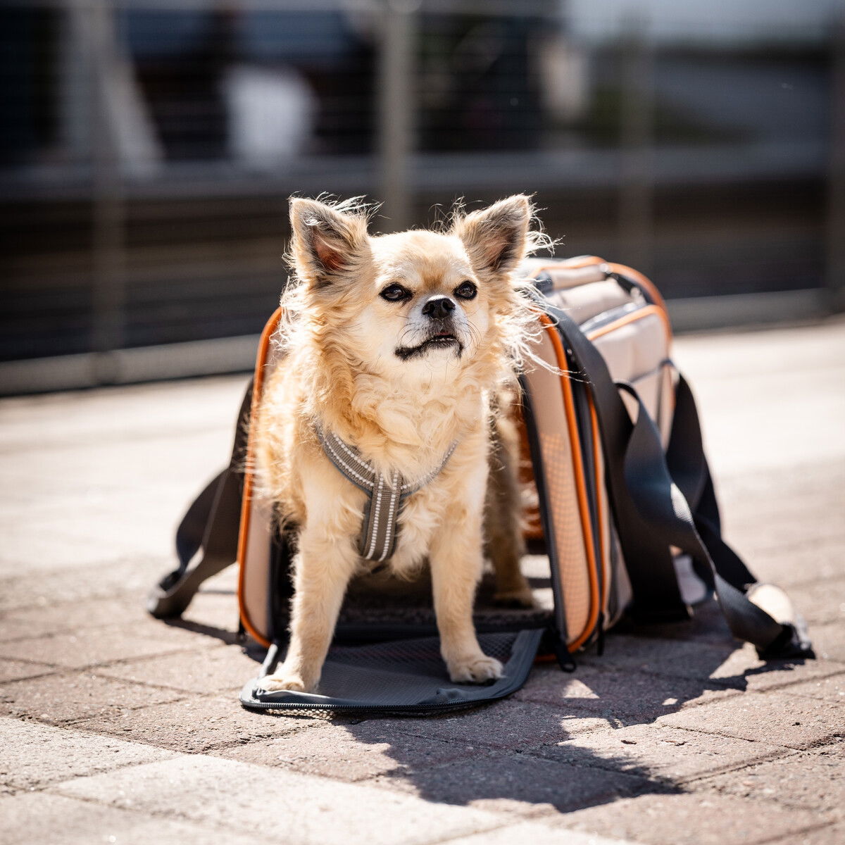 Feel Active kantokassi kahdella laajennusosalla beige