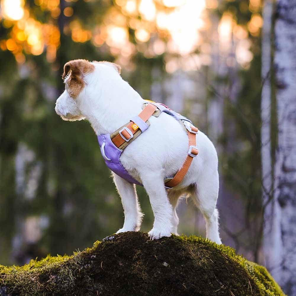 Woolly Wolf Alpha 360 Harness, Lavender Mix