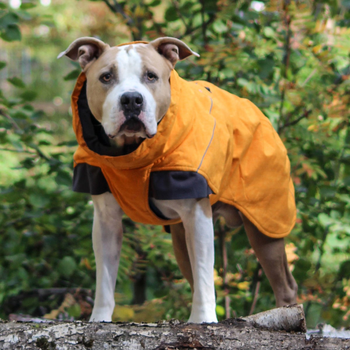 Koiran talvitakki Hurtta Expedition, tyrni