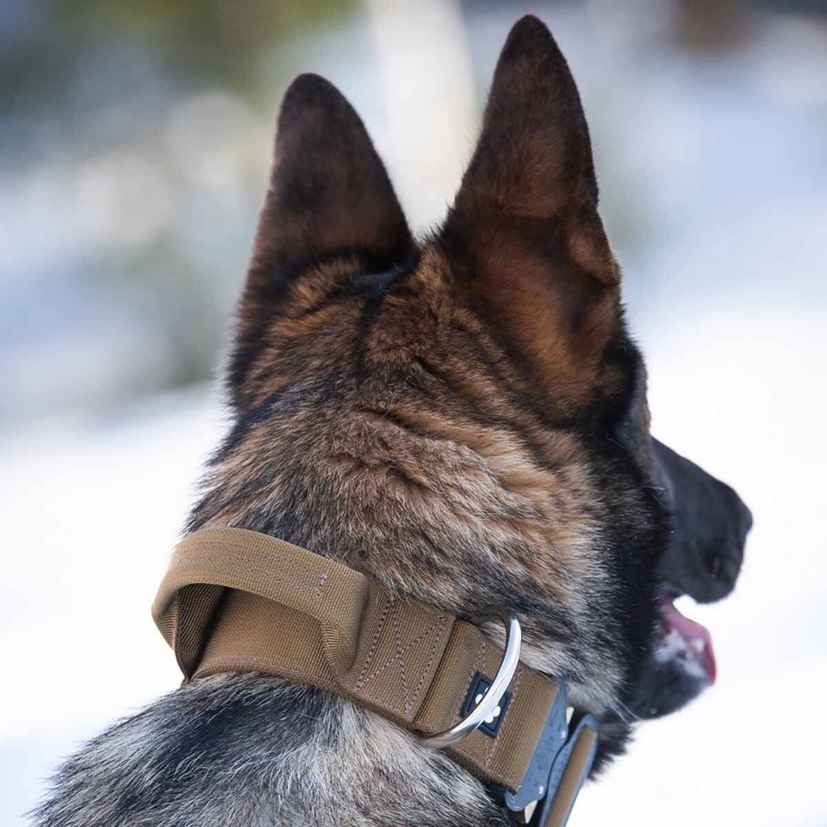 Salmiakkitassu Cobra collar with handle coyote