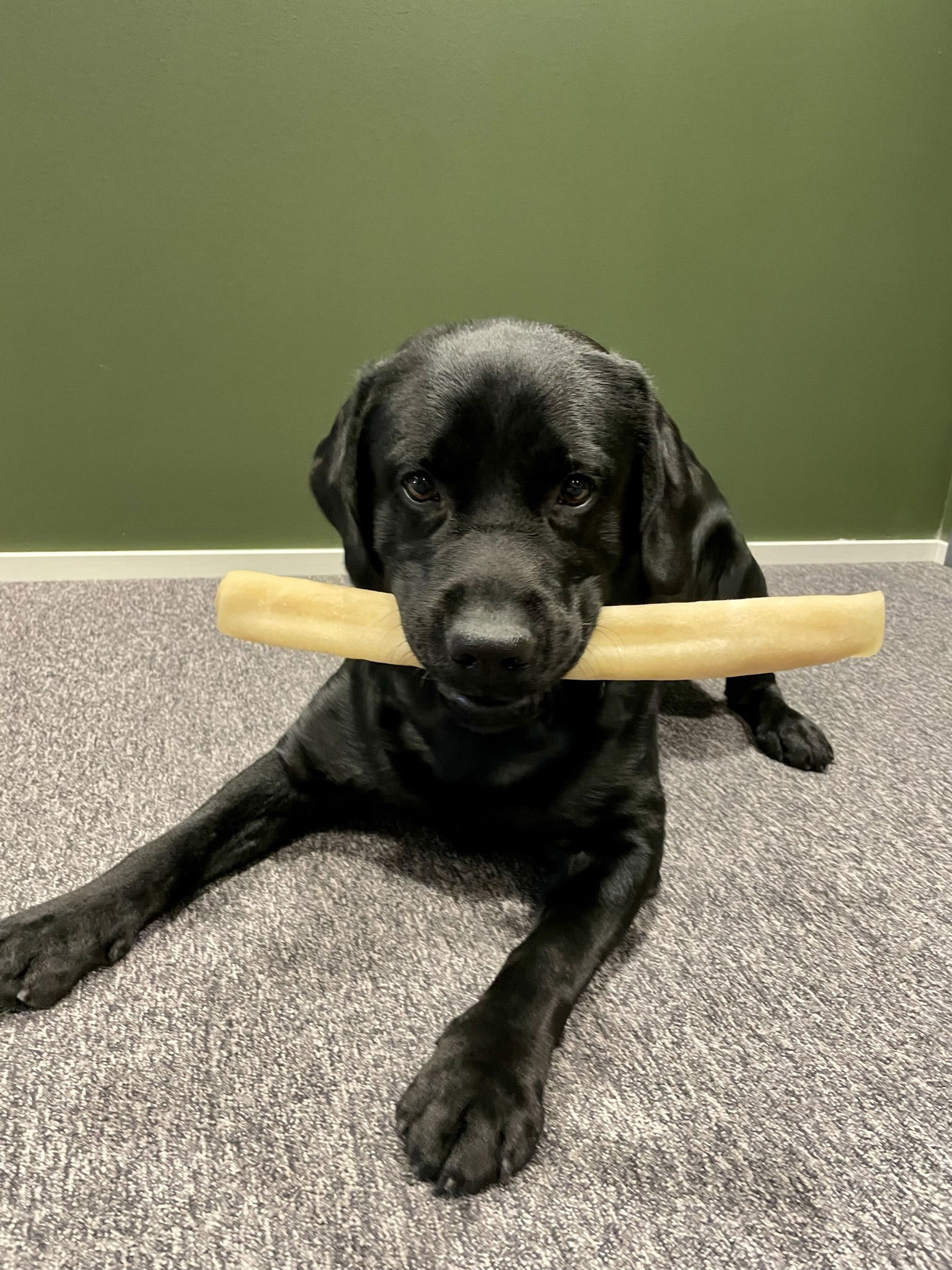 POCCA European Naudannahkaluu 37cm