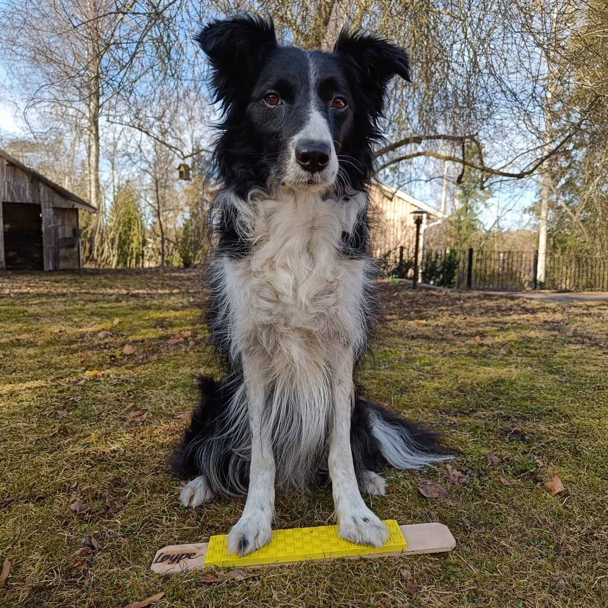 Loype Target Strivee Yellow