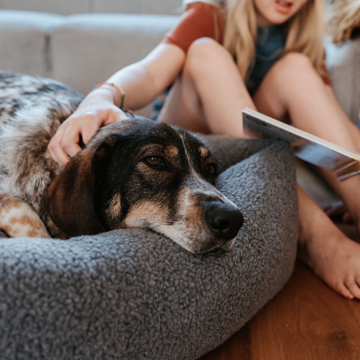 Hunter Dog Sofa Kumara Grey