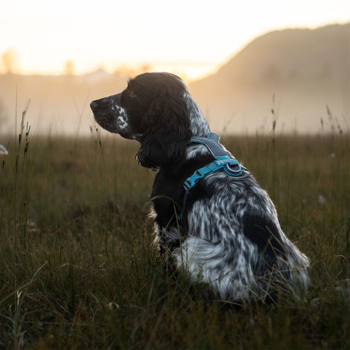 Non-Stop Line harness 5.0, teal
