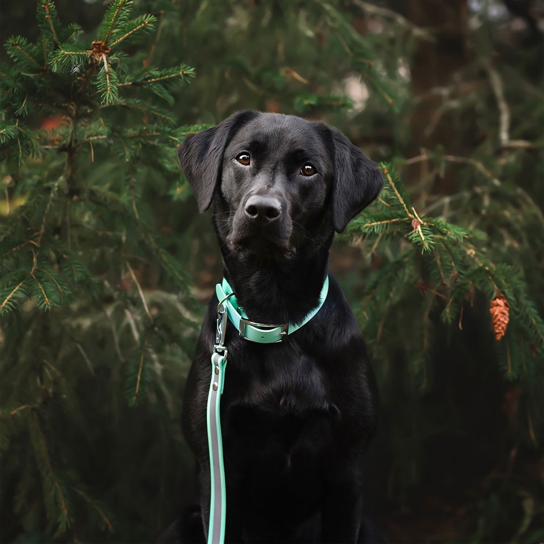 Tyylivoitto Shine EAZY reflective leash, mint