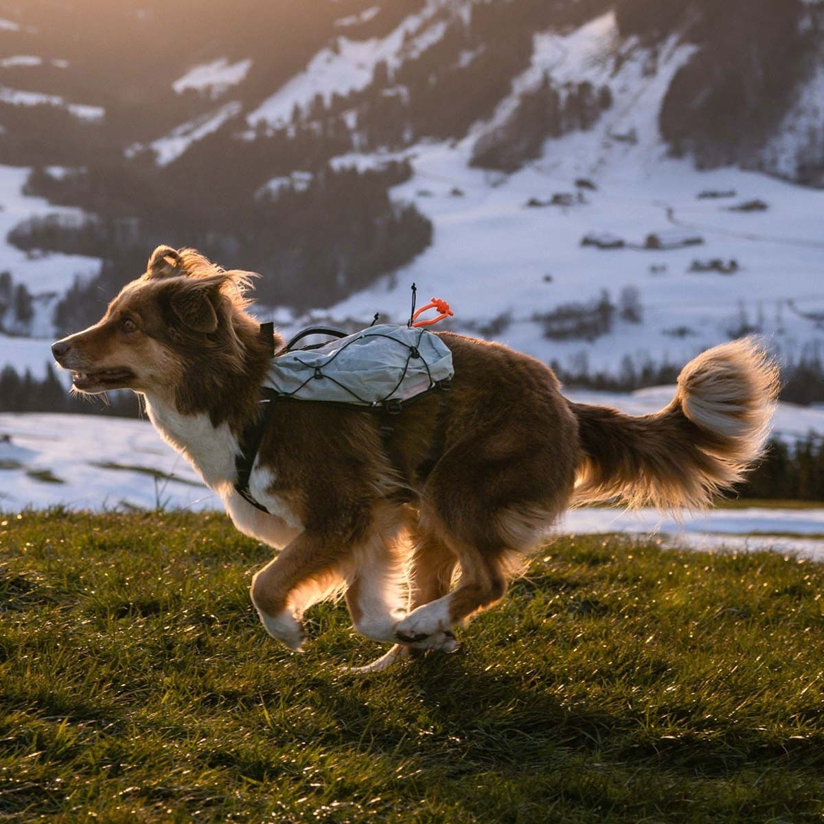 Non-Stop Trail Light koiran reppu