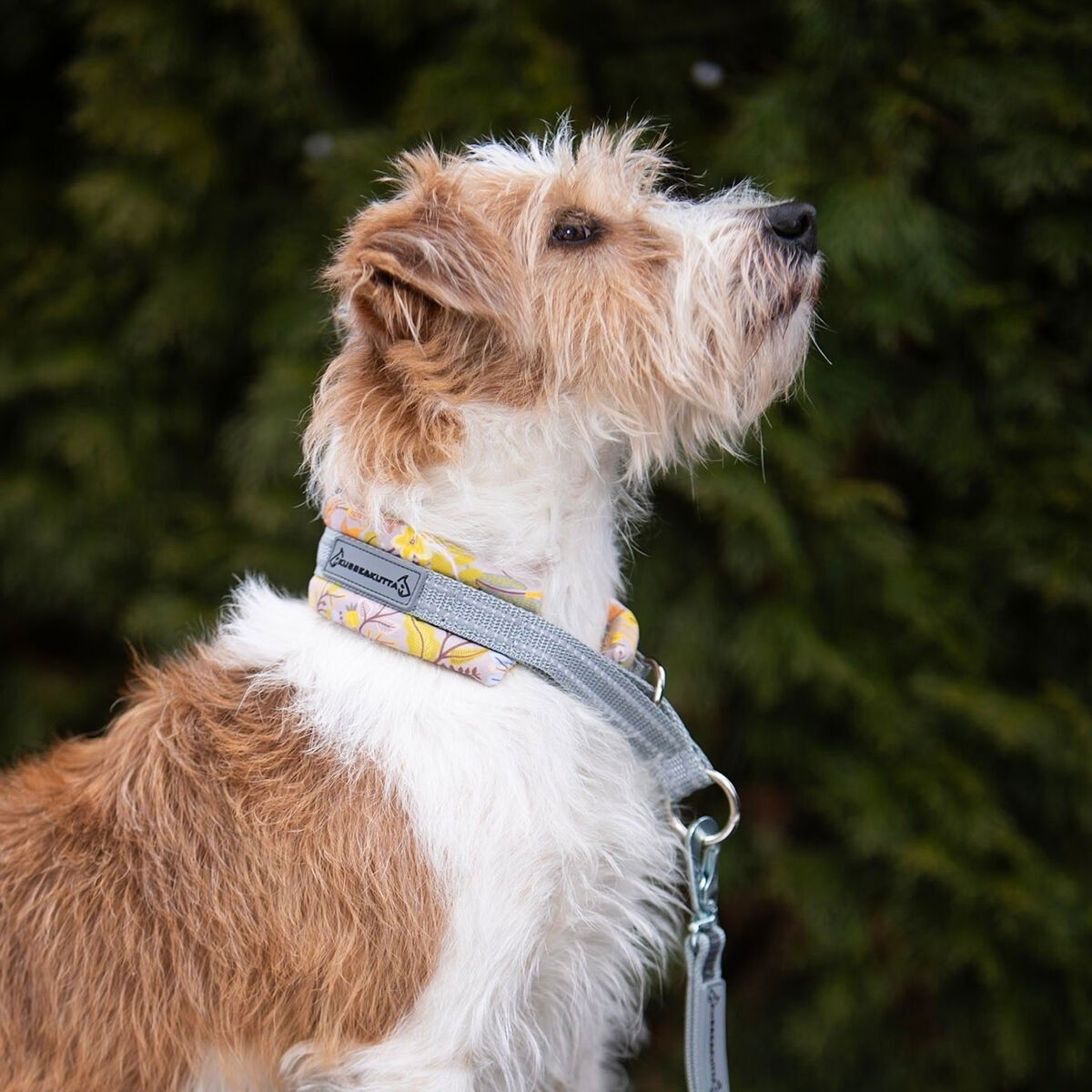 Kusse&Kutta half choke collar wide lycra, early bird