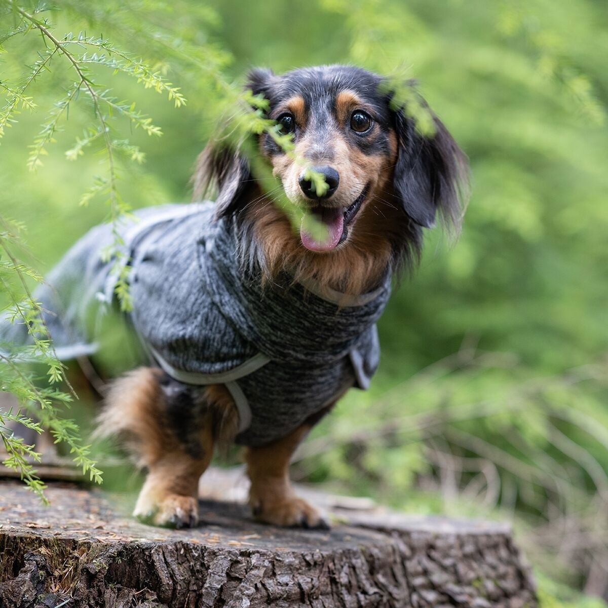 Icepeak Flen midlayer jacket