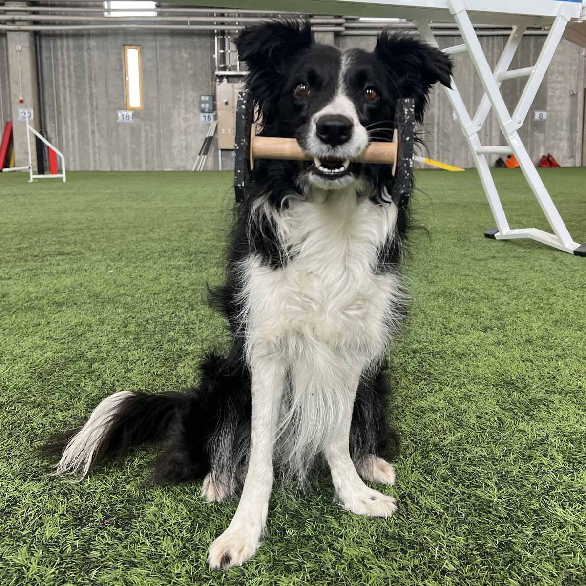 Loype Dumbbell Tartan-rubber