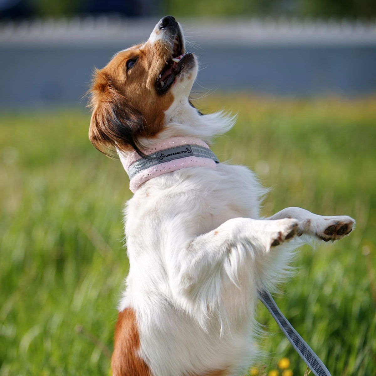 Kusse & Kutta half choke collar, sparkle lightpink