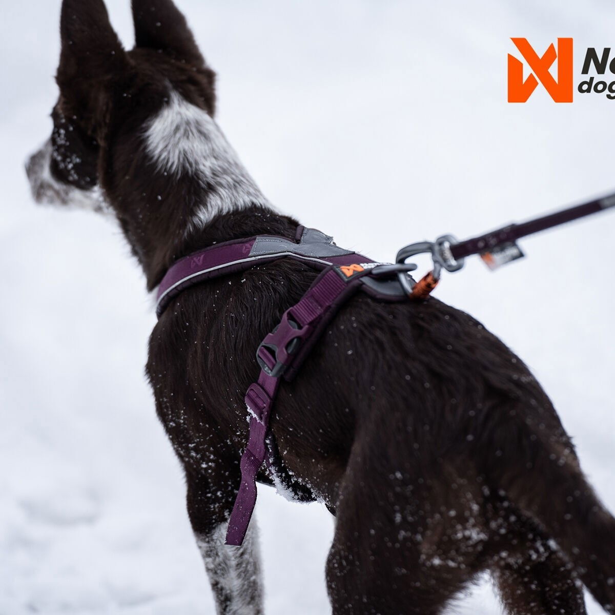 Non-Stop Line valjas  5.0 purple