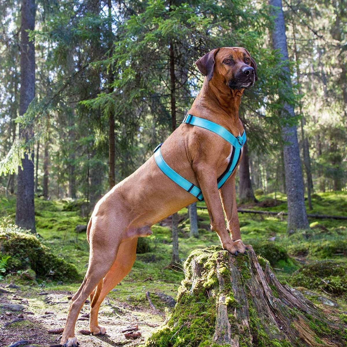 Rukka Form Polar Y-valjas turkoosi