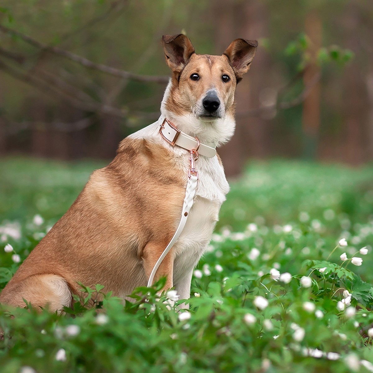 Tyylivoitto Classy koiran panta, valkoinen/ruusukulta