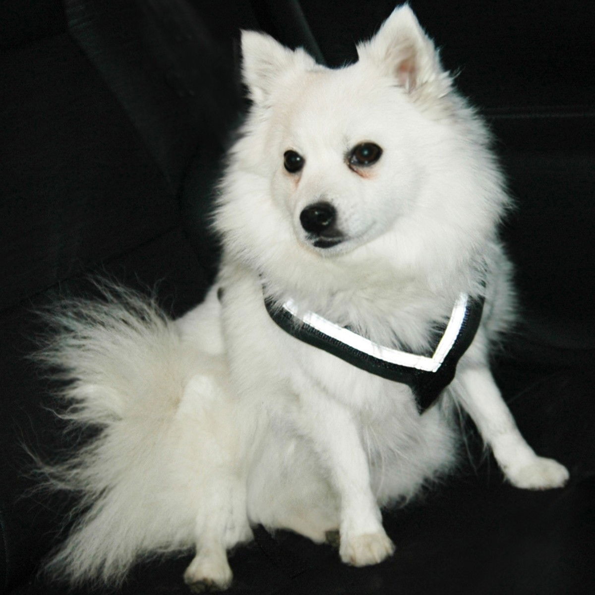 MIM Allsafe safety harness X-large 