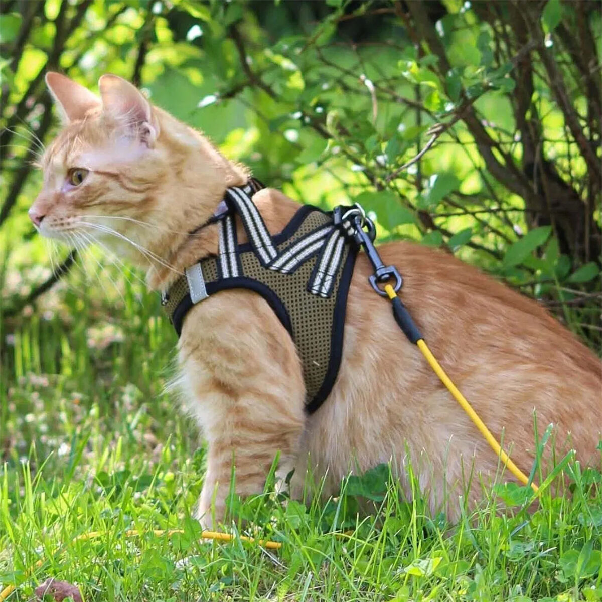Basic Cat Sporty NoEscape valjas vihreä