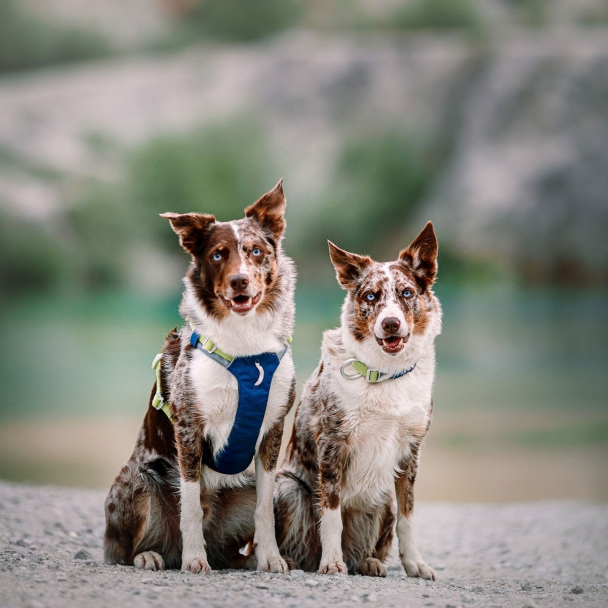 Woolly Wolf Alpha 360 Harness Deep Teal Mix