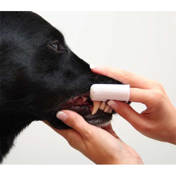 Virbac Sormihammasharja