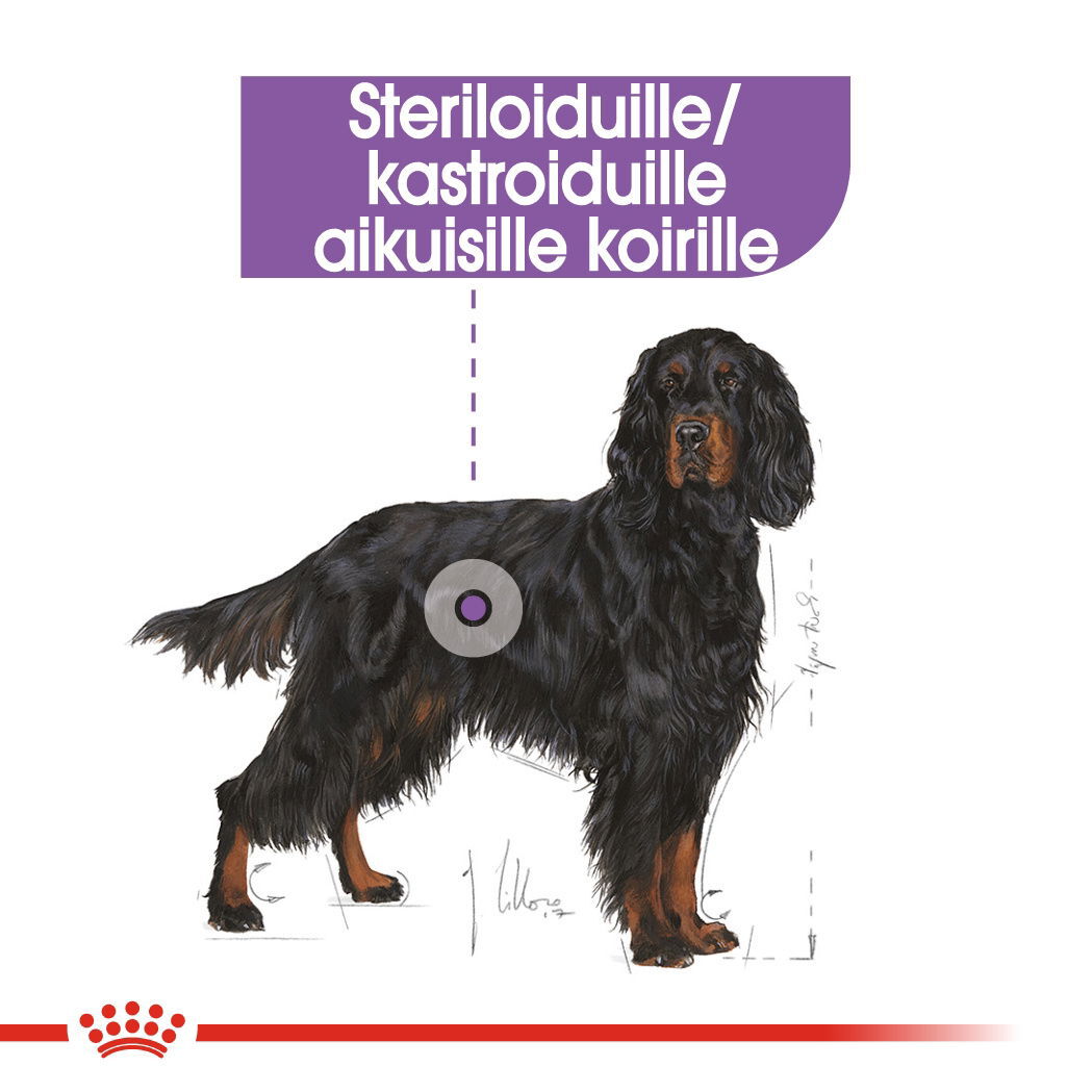 Royal Canin Sterilised Maxi Adult koiran kuivaruoka
