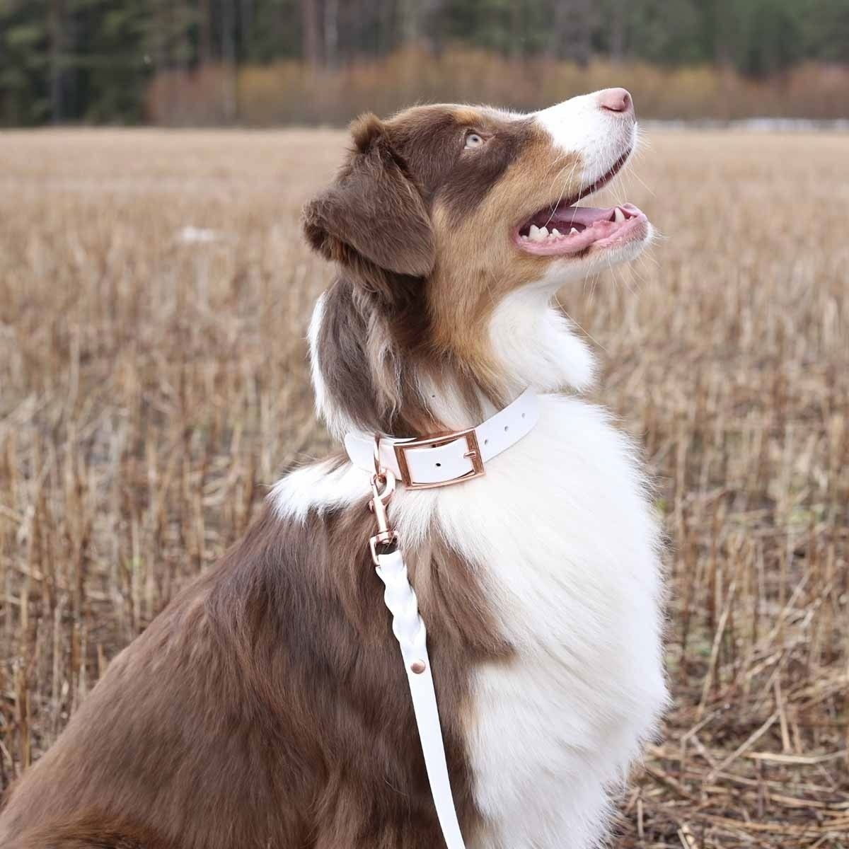 Tyylivoitto Classy koiran panta, valkoinen/ruusukulta