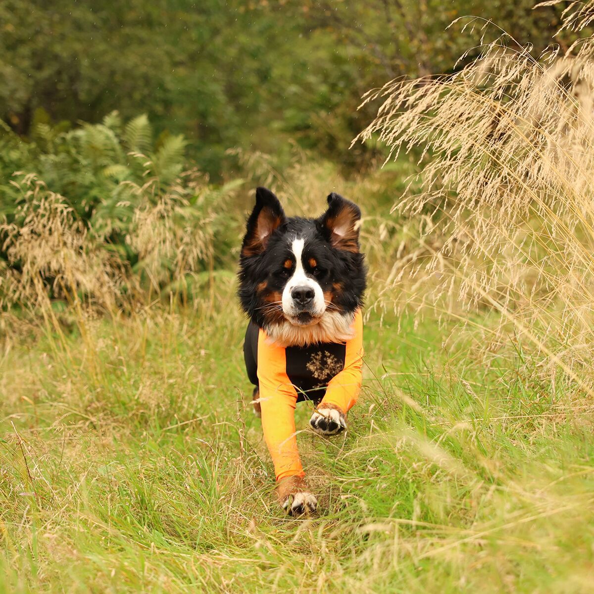 Non-stop dogwear Protector puku M oranssi/musta