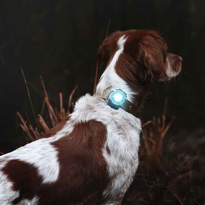 Orbiloc Dual Safety light