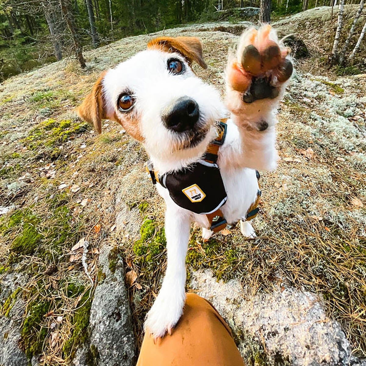 Woolly Wolf Sea to Summit Harness