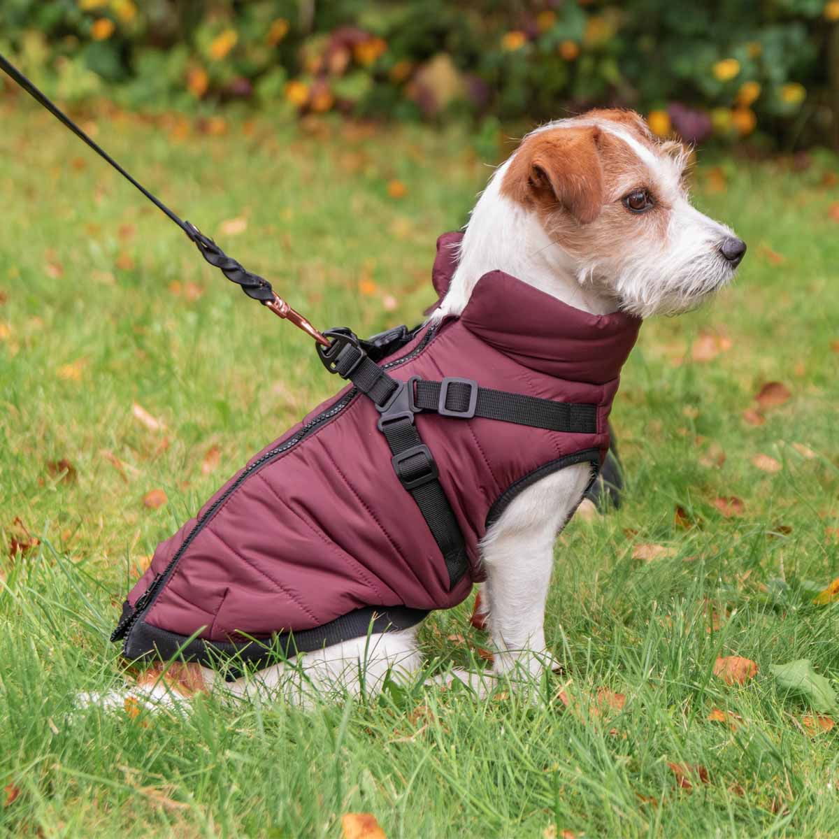 Trixie Pirou coat with harness, sangria