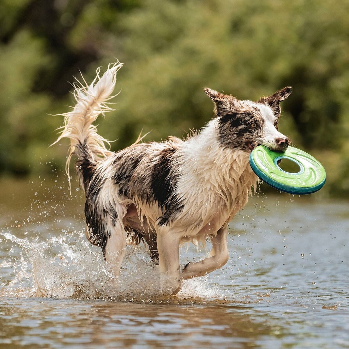 Chuckit Zipflight - pehmeä heittorengas